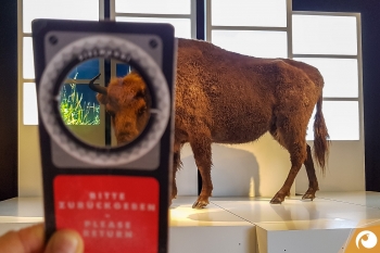 Die mit einem Polarisationsfilter ausgestattet Entdeckerlinse im Naturkundemuseum Berlin